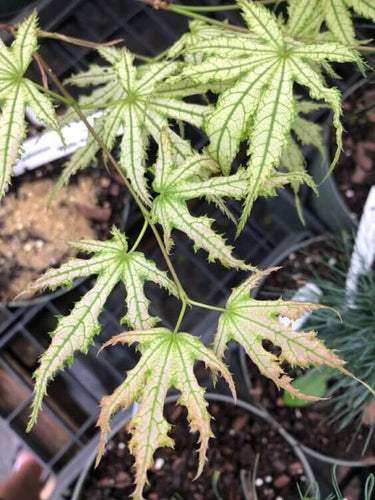 Acer palmatum 'White Peaches' - mapleridgenursery